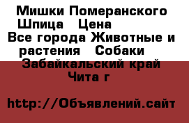 Мишки Померанского Шпица › Цена ­ 60 000 - Все города Животные и растения » Собаки   . Забайкальский край,Чита г.